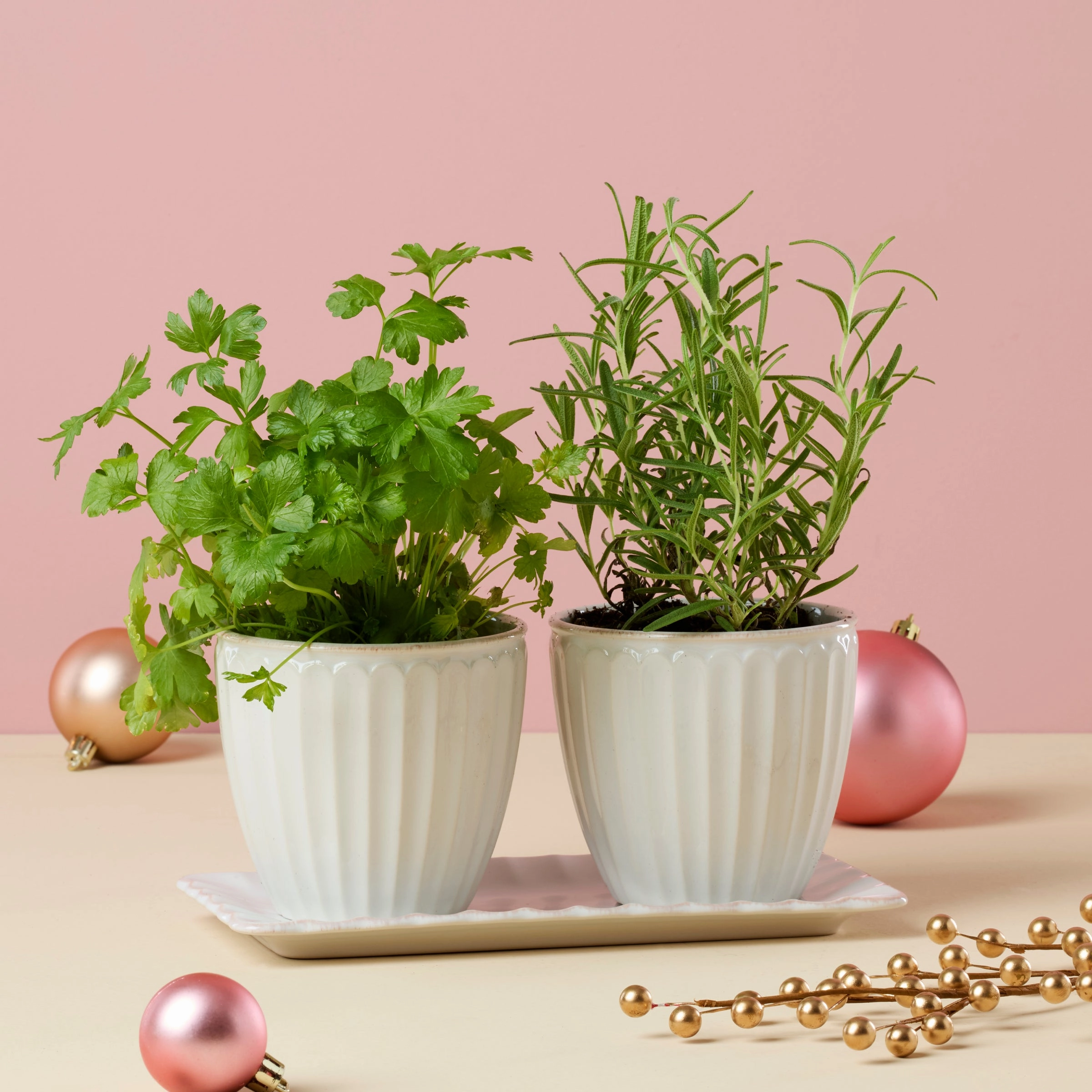 French Perle Scallop 3-Piece Herb Pot Set